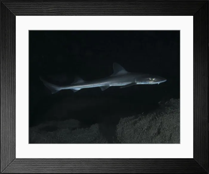 Framed Print : An elegant Common smooth-hound (Mustelus mustelus) swims in the dark Framed Print : An elegant Common smooth-hound (Mustelus mustelus) swims in the dark
