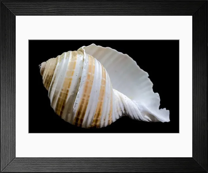 Framed Print : Striped Seashell on Black Background Framed Print : Striped Seashell on Black Background