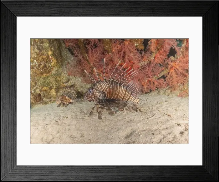 Framed Print : Lionfish (Pterois miles) in the Sea of the Philippines Framed Print : Lionfish (Pterois miles) in the Sea of the Philippines