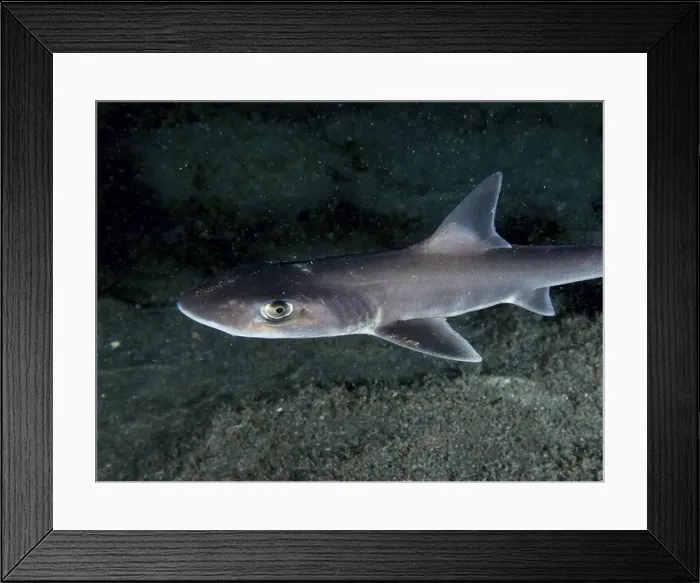 Framed Print : Close-up of a Common smooth-hound shark (Mustelus mustelus) swimming calmly above the seabed at night