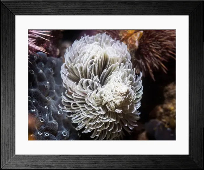 Framed Print : A white Feather-duster worm or giant fanworm (Sabellastarte longa) feeding underwater on the reef Framed Print : A white Feather-duster worm or giant fanworm (Sabellastarte longa) feeding underwater on the reef