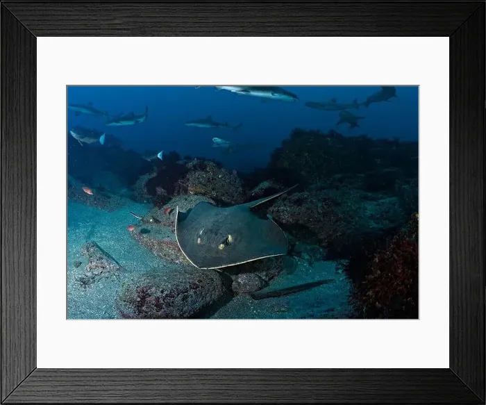 Framed Print : Bathytoshia brevicaudata and Triakis scyllium Framed Print : Bathytoshia brevicaudata and Triakis scyllium