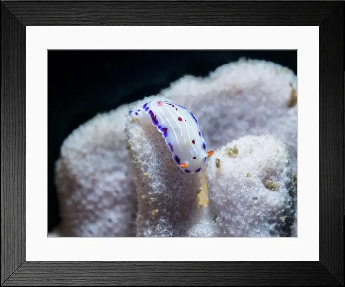 Framed Print : Cape dorid (Hypselodoris capensis) nudibranch underwater Framed Print : Cape dorid (Hypselodoris capensis) nudibranch underwater