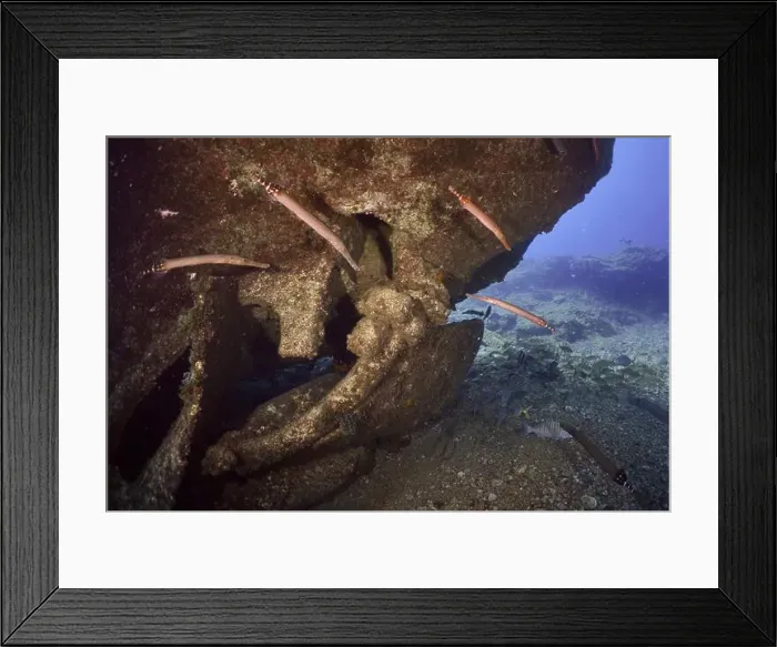 Framed Print : Atlantic cornetfish (Aulostomus strigosus) swimming around a large underwater wreck Framed Print : Atlantic cornetfish (Aulostomus strigosus) swimming around a large underwater wreck