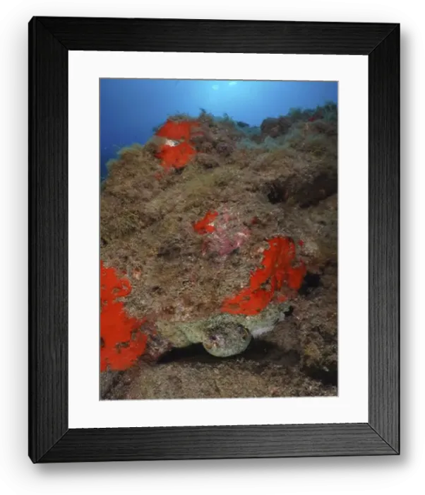 Framed Print : A hidden octopus, Common Octopus (Octopus vulgaris) Framed Print : A hidden octopus, Common Octopus (Octopus vulgaris)