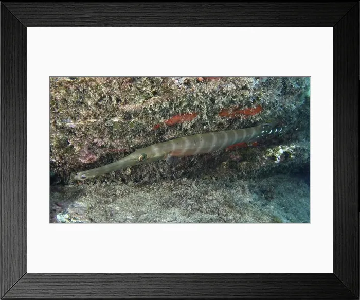 Framed Print : Long thin fish with camouflage Framed Print : Long thin fish with camouflage