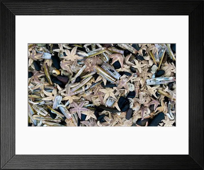 Framed Print : On the shores of the North Sea among stones and sand are many dead sea animals after a storm, top view Framed Print : On the shores of the North Sea among stones and sand are many dead sea animals after a storm, top view