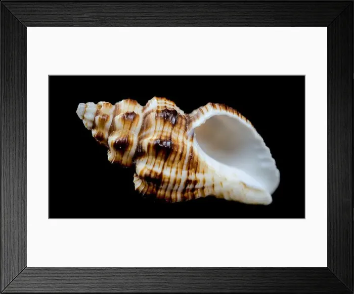Framed Print : A detailed close-up of a striped conch seashell with intricate patterns and a glossy surface Framed Print : A detailed close-up of a striped conch seashell with intricate patterns and a glossy surface