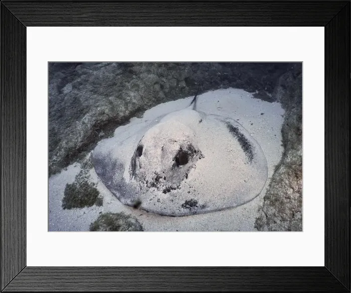 Framed Print : Round stingray (Taeniura grabata) camouflaged in the sand on the seabed Framed Print : Round stingray (Taeniura grabata) camouflaged in the sand on the seabed