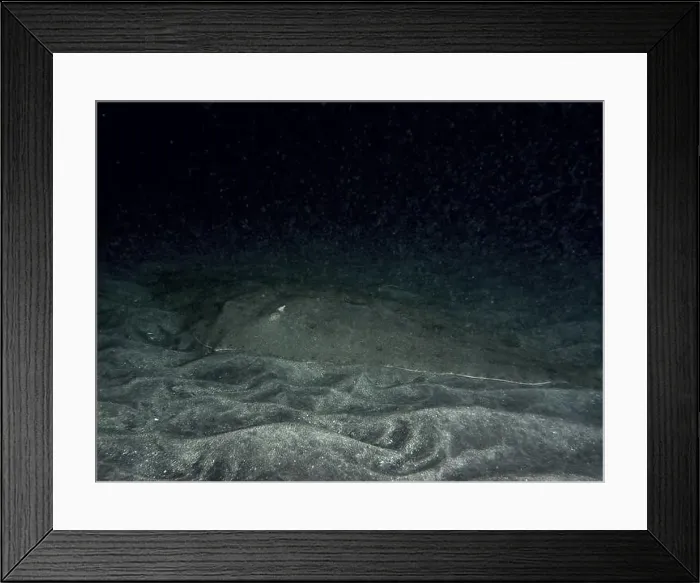 Framed Print : Butterfly ray (Gymnura altavela) resting on the sandy bottom at night Framed Print : Butterfly ray (Gymnura altavela) resting on the sandy bottom at night