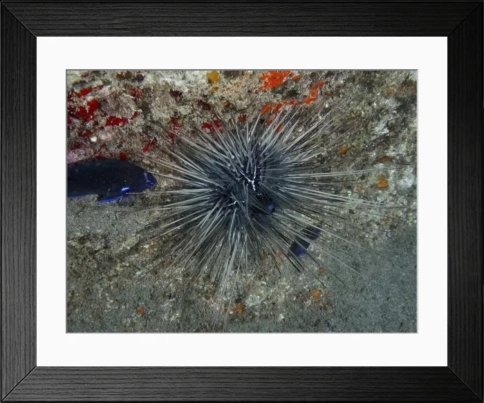 Framed Print : A sea urchin, Diadema antillarum Framed Print : A sea urchin, Diadema antillarum