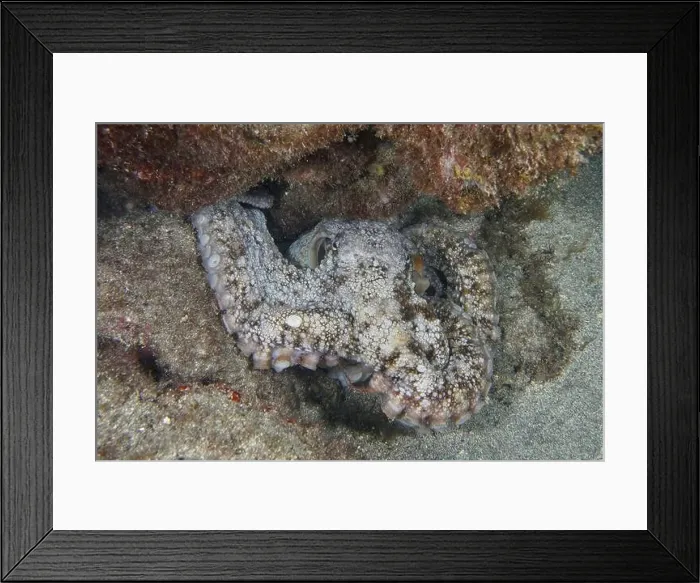 Framed Print : An octopus, Common Octopus (Octopus vulgaris) Framed Print : An octopus, Common Octopus (Octopus vulgaris)