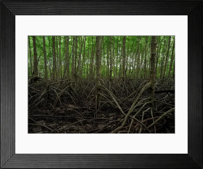 Framed Print : Mangrove root system in lush wetland forest Framed Print : Mangrove root system in lush wetland forest