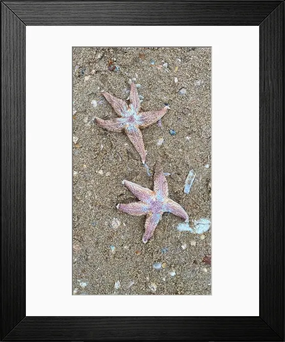 Framed Print : On the shores of the North Sea among stones and sand are many dead sea animals after a storm, top view Framed Print : On the shores of the North Sea among stones and sand are many dead sea animals after a storm, top view