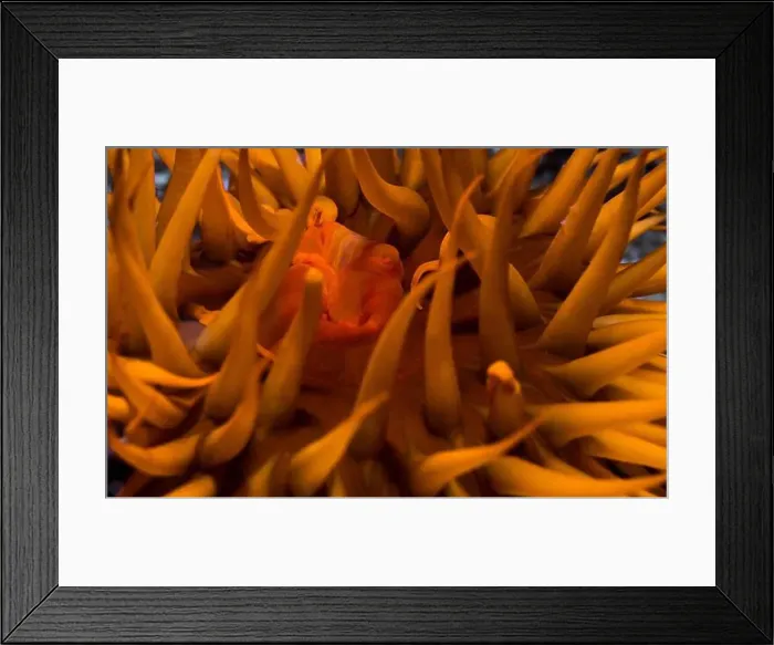 Framed Print : A closeup macro photo of an Orange sea anemone's mouth and tentacles Framed Print : A closeup macro photo of an Orange sea anemone's mouth and tentacles