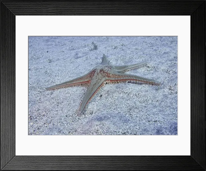 Framed Print : Astropecten aranciacus (Astropecten aranciacus) on sandy seabed under water Framed Print : Astropecten aranciacus (Astropecten aranciacus) on sandy seabed under water