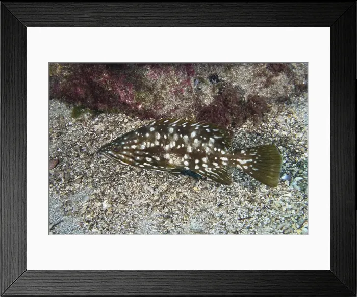 Framed Print : Spotted macaroni grouper (Mycteroperca fusca) on the seabed