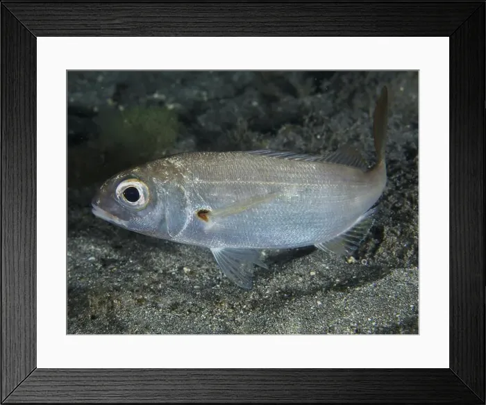 Framed Print : Close-up of a silver fish with large eye Framed Print : Close-up of a silver fish with large eye