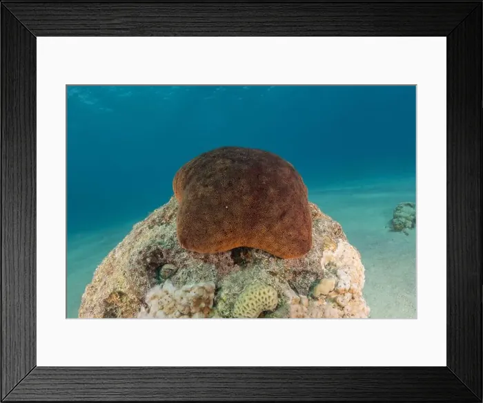 Framed Print : Starfish On the seabed in the Red Sea, Eilat Israel Framed Print : Starfish On the seabed in the Red Sea, Eilat Israel