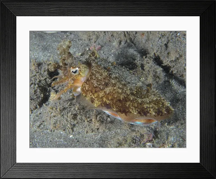Framed Print : A cuttlefish, Common cuttlefish (Sepia officinalis) juvenile Framed Print : A cuttlefish, Common cuttlefish (Sepia officinalis) juvenile