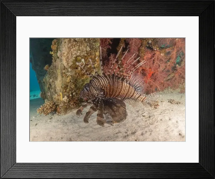 Framed Print : Lionfish (Pterois miles) in the Sea of the Philippines Framed Print : Lionfish (Pterois miles) in the Sea of the Philippines