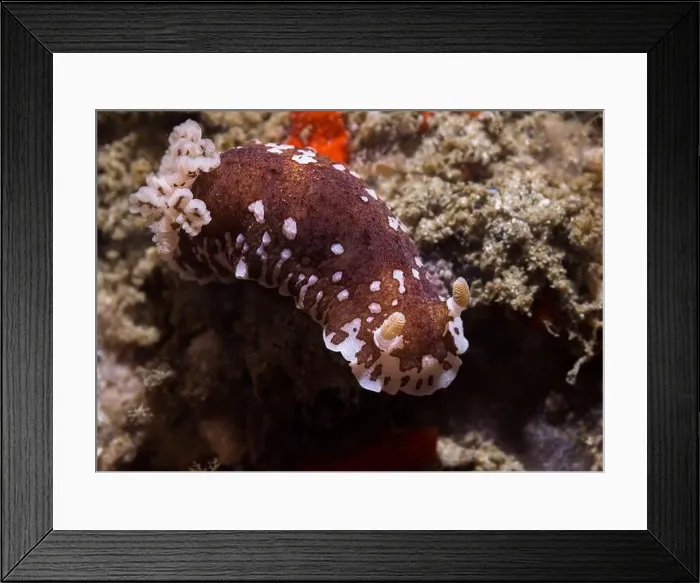 Framed Print : Variable dorid (Aphelodoris brunnea) nudibranch sea slug underwater on the reef with white and brown body Framed Print : Variable dorid (Aphelodoris brunnea) nudibranch sea slug underwater on the reef with white and brown body