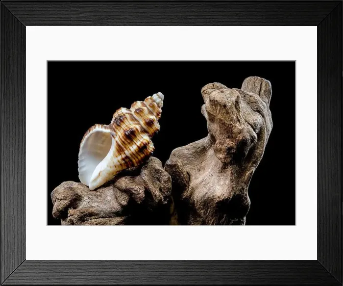 Framed Print : A detailed close-up of a striped seashell resting on rough driftwood Framed Print : A detailed close-up of a striped seashell resting on rough driftwood
