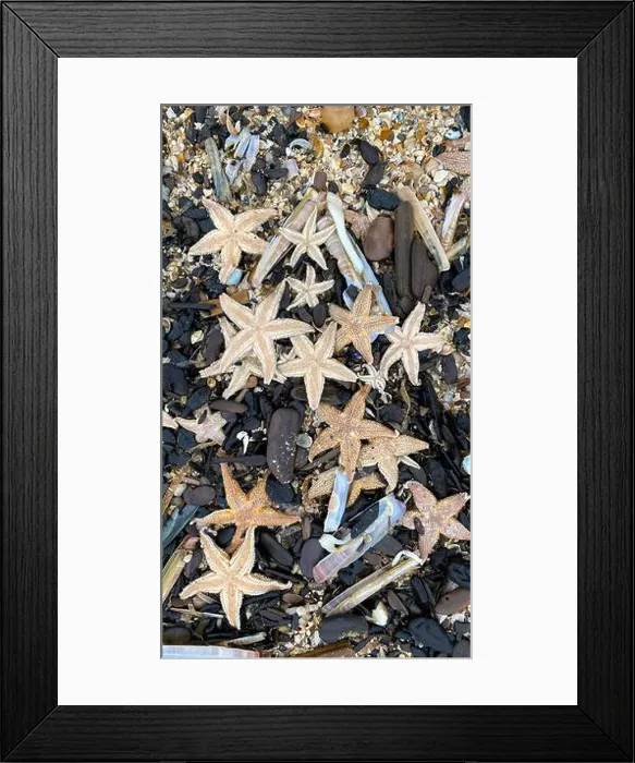 Framed Print : On the shores of the North Sea among stones and sand are many dead sea animals after a storm, top view Framed Print : On the shores of the North Sea among stones and sand are many dead sea animals after a storm, top view