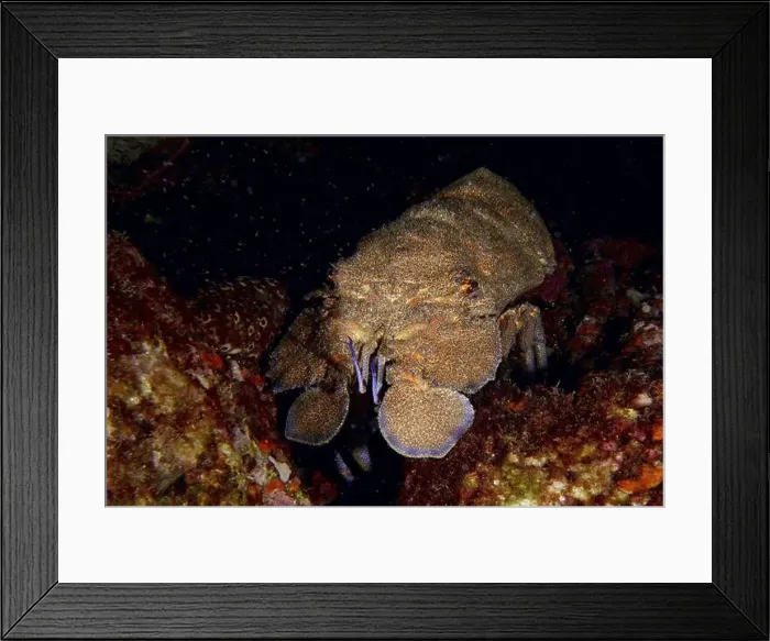 Framed Print : A Mediterranean slipper lobster (Scyllarides latus) moves on a dark seabed surrounded by rocks Framed Print : A Mediterranean slipper lobster (Scyllarides latus) moves on a dark seabed surrounded by rocks