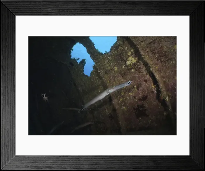 Framed Print : An Atlantic cornetfish (Aulostomus strigosus) swimming in the shadow of an underwater wreck Framed Print : An Atlantic cornetfish (Aulostomus strigosus) swimming in the shadow of an underwater wreck