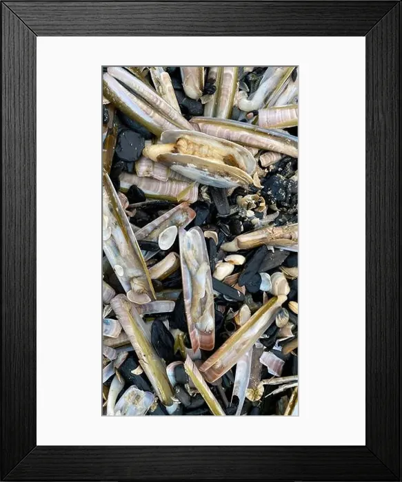 Framed Print : On the shores of the North Sea among stones and sand are many dead sea animals after a storm, top view Framed Print : On the shores of the North Sea among stones and sand are many dead sea animals after a storm, top view