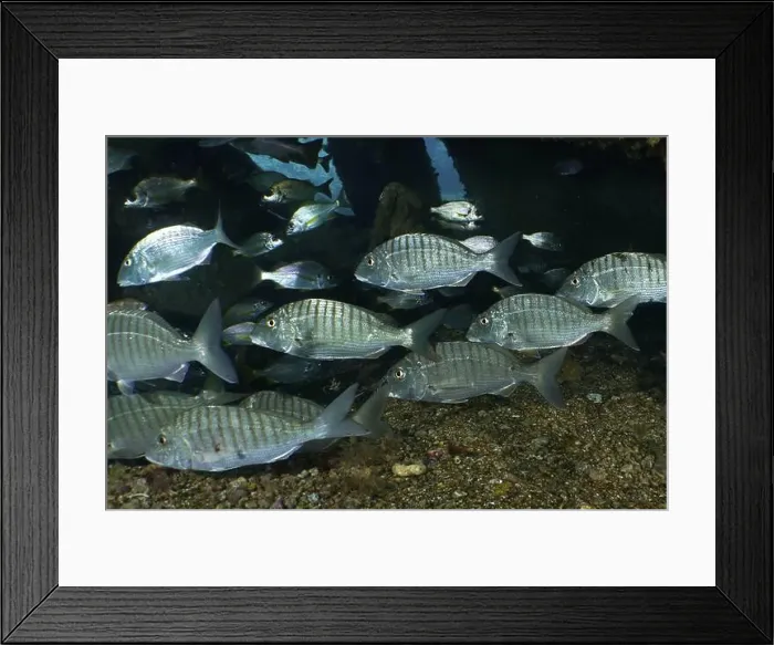 Framed Print : Shoal of silver marble bream (Lithognathus mormyrus) swimming in the dark water Framed Print : Shoal of silver marble bream (Lithognathus mormyrus) swimming in the dark water