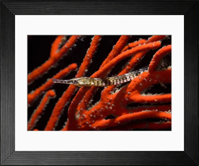 Framed Print : Macro photo of a brown Longsnout pipefish (Syngnathus temminckii) underwater in a bright orange sea fan