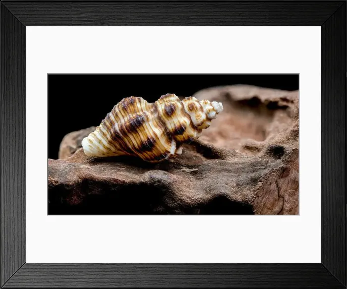 Framed Print : A detailed close-up of a striped seashell resting on rough driftwood Framed Print : A detailed close-up of a striped seashell resting on rough driftwood