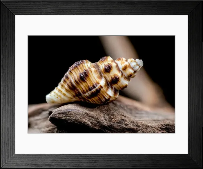 Framed Print : Striped Seashell on Rough Driftwood Framed Print : Striped Seashell on Rough Driftwood