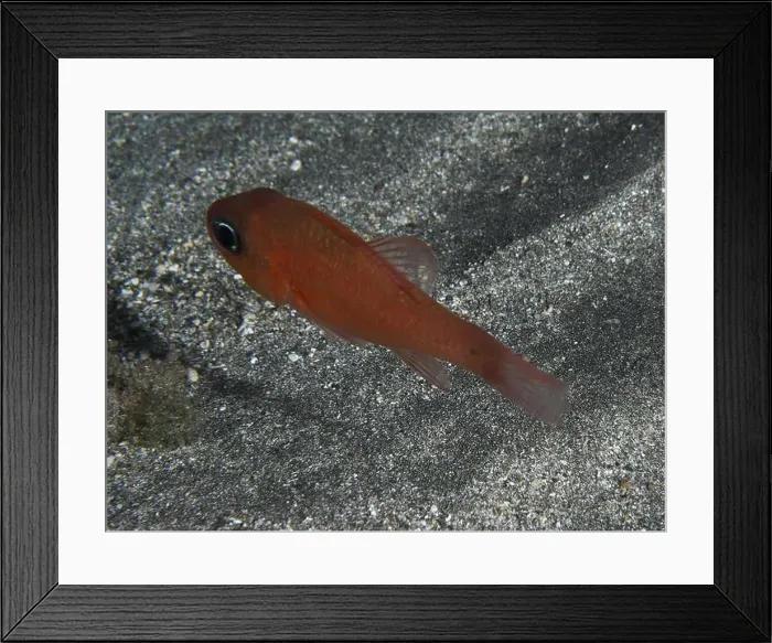 Framed Print : A red mullet king (Apogon imberbis) swimming close to the sandy bottom of the sea Framed Print : A red mullet king (Apogon imberbis) swimming close to the sandy bottom of the sea
