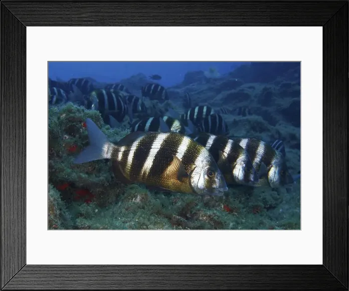Framed Print : Group of striped fish, zebra bream (Diplodus cervinus cervinus) Framed Print : Group of striped fish, zebra bream (Diplodus cervinus cervinus)