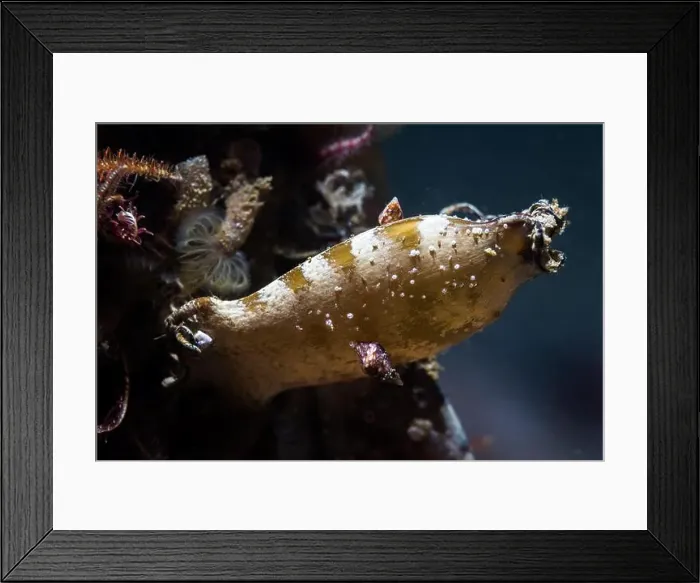 Framed Print : Closeup macro shot of a striped Puffadder shyshark egg or mermaid's purse (Haploblepharus edwardsii) Framed Print : Closeup macro shot of a striped Puffadder shyshark egg or mermaid's purse (Haploblepharus edwardsii)