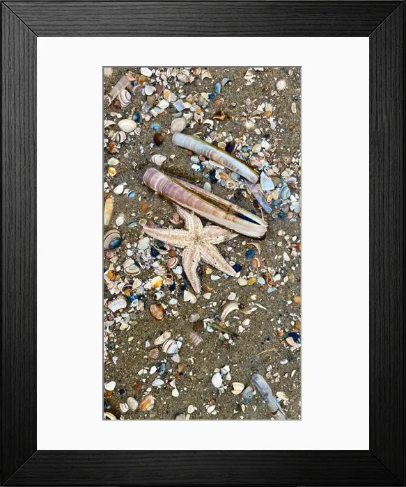Framed Print : On the shores of the North Sea among stones and sand are many dead sea animals after a storm, top view Framed Print : On the shores of the North Sea among stones and sand are many dead sea animals after a storm, top view