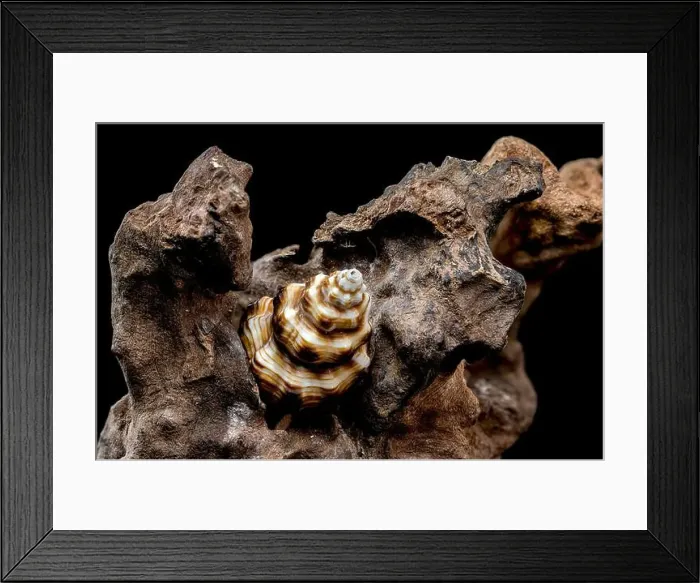 Framed Print : A detailed close-up of a striped seashell resting on rough driftwood Framed Print : A detailed close-up of a striped seashell resting on rough driftwood
