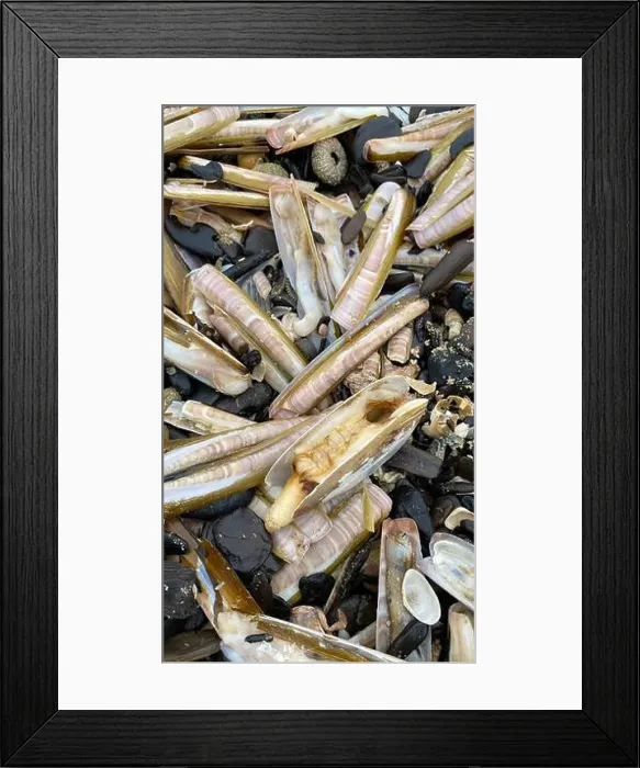 Framed Print : On the shores of the North Sea among stones and sand are many dead sea animals after a storm, top view Framed Print : On the shores of the North Sea among stones and sand are many dead sea animals after a storm, top view