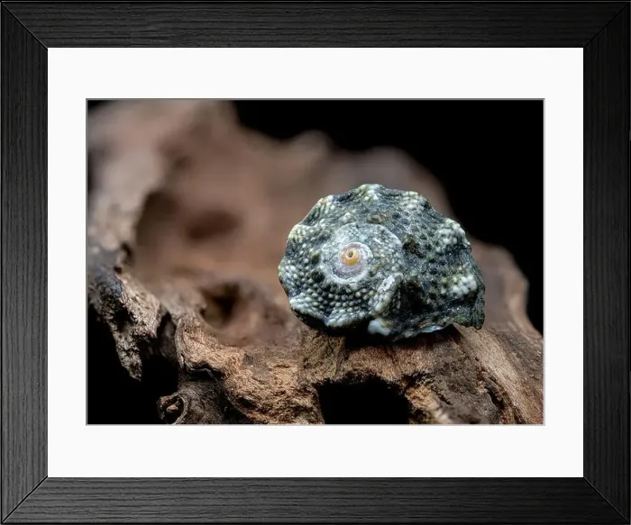 Framed Print : A close-up of a small, blue, spiky seashell resting on a piece of driftwood Framed Print : A close-up of a small, blue, spiky seashell resting on a piece of driftwood