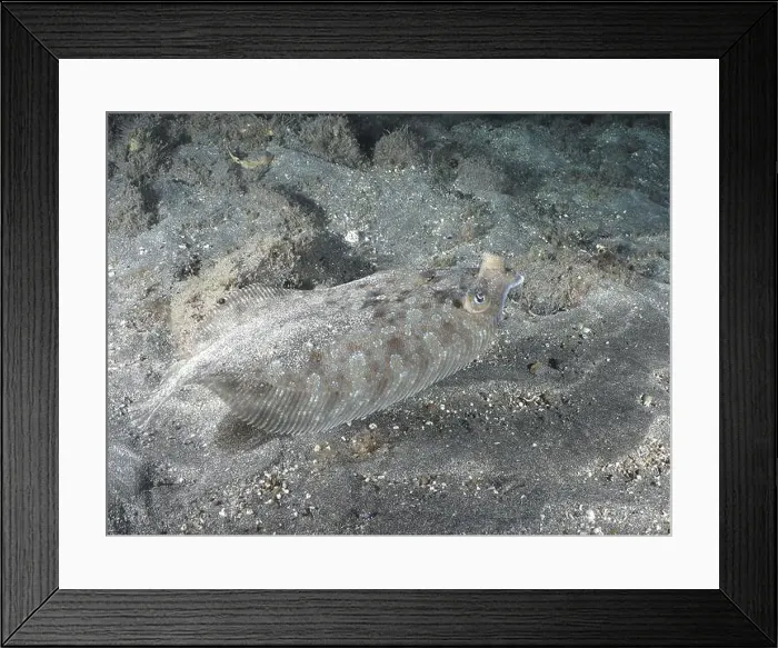 Framed Print : A well camouflaged wide-eyed turbot (Bothus podas maderensis) resting on the sandy seabed Framed Print : A well camouflaged wide-eyed turbot (Bothus podas maderensis) resting on the sandy seabed