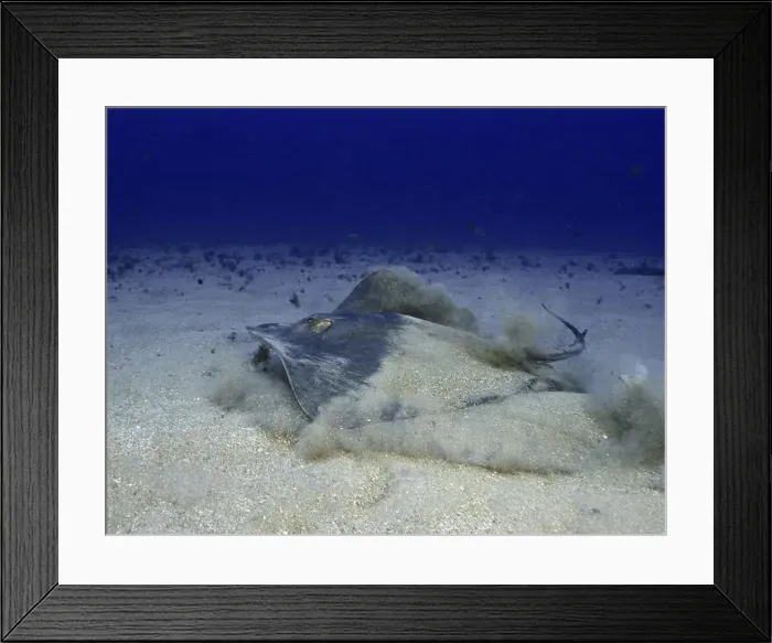 Framed Print : Round stingray (Taeniura grabata) moving through sandy deep-sea floor Framed Print : Round stingray (Taeniura grabata) moving through sandy deep-sea floor
