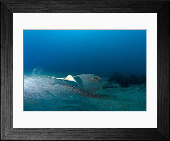 Framed Print : Bathytoshia brevicaudata - short-tail stingray Framed Print : Bathytoshia brevicaudata - short-tail stingray