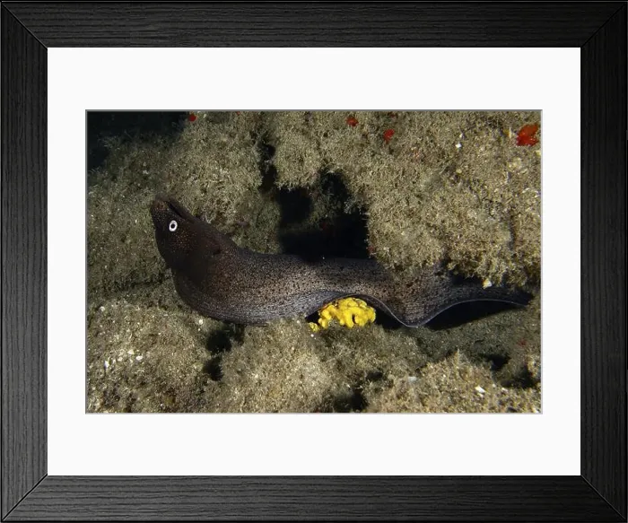 Framed Print : A Muraena augusti (Muraena augusti) hiding in a reef with yellow sea sponge Framed Print : A Muraena augusti (Muraena augusti) hiding in a reef with yellow sea sponge