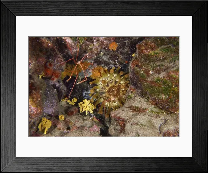 Framed Print : A reef with club anemone (Telmatactis cricoides) Framed Print : A reef with club anemone (Telmatactis cricoides)