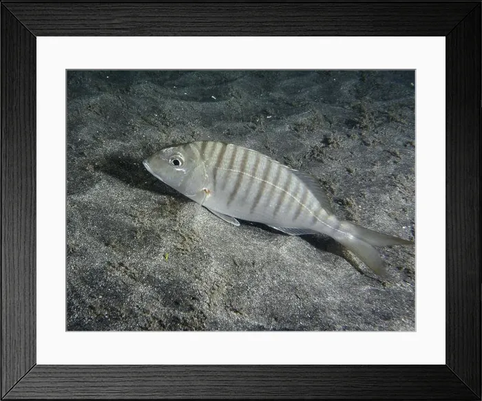 Framed Print : Marble bream (Lithognathus mormyrus) lies on sandy ground in seawater Framed Print : Marble bream (Lithognathus mormyrus) lies on sandy ground in seawater
