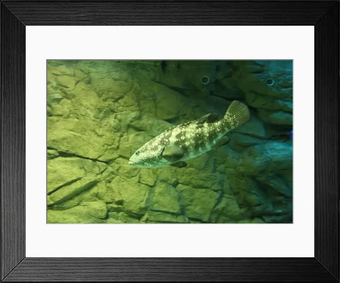 Framed Print : Epinephelus malabaricus in the ocean close-up side view Framed Print : Epinephelus malabaricus in the ocean close-up side view