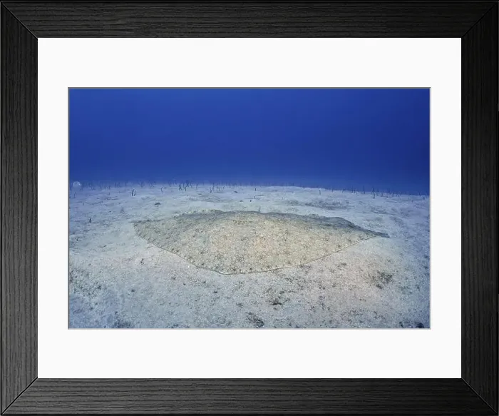 Framed Print : A butterfly ray (Gymnura altavela) on a light sandy seabed under clear blue water Framed Print : A butterfly ray (Gymnura altavela) on a light sandy seabed under clear blue water